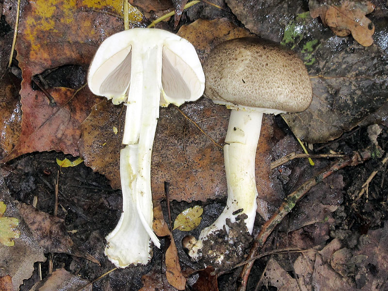 Agaricus da determinare